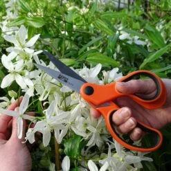 Ciseaux à Fleurs Bahco Lames 7,5 Cm -Promesse de fleurs Magasin Ciseaux a fleurs Bahco lames 7 5 cm copyright 91103 2