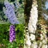 Collection 3 Delphiniums 2 Collection 3 Delphiniums -Promesse de fleurs Magasin Collection 3 Delphiniums 82435 1