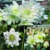 Collection 3 Hellébores Blancs -Promesse de fleurs Magasin Collection 3 Hellebores blancs 83759 1