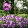 Collection 3 Phlox Paniculata -Promesse de fleurs Magasin Collection 3 Phlox paniculata 82430 1