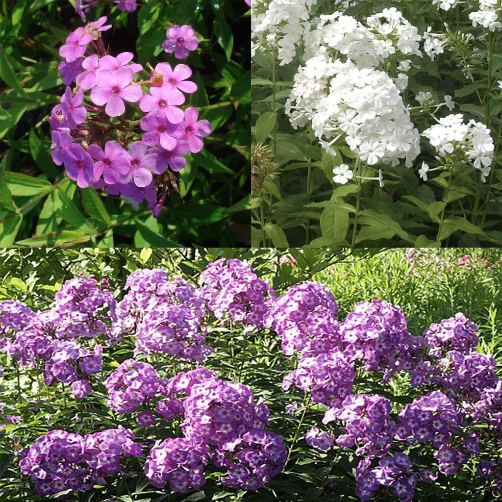 Collection 3 Phlox Paniculata 3 Collection 3 Phlox Paniculata