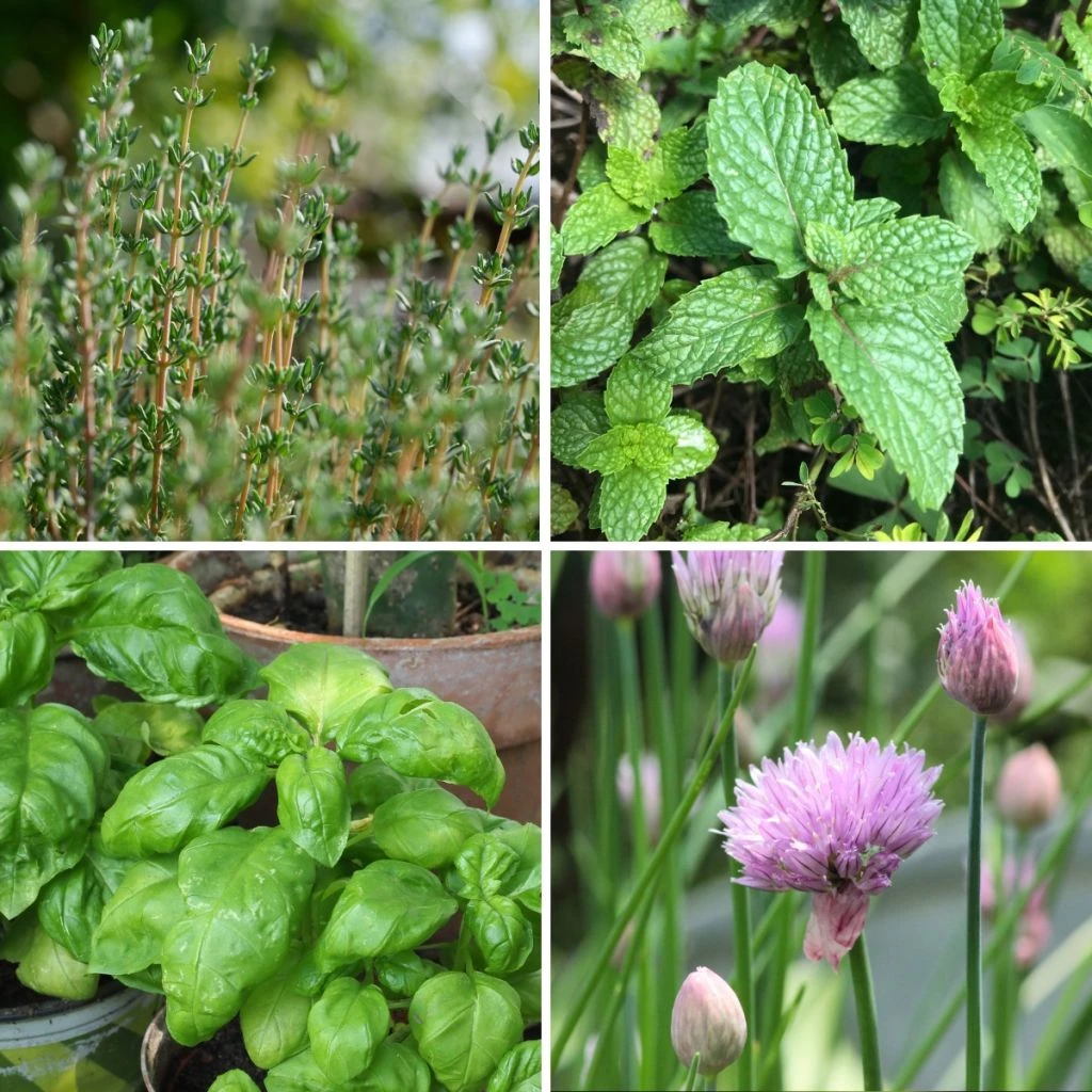 Collection 4 Aromatiques à Petit Prix 3 Collection 4 Aromatiques à Petit Prix