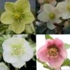 Collection De 4 Héllebores -Promesse de fleurs Magasin Collection 4 hellebores 691153 1