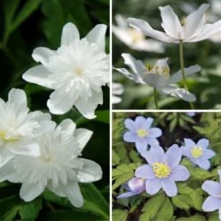 Collection Anémones Des Bois