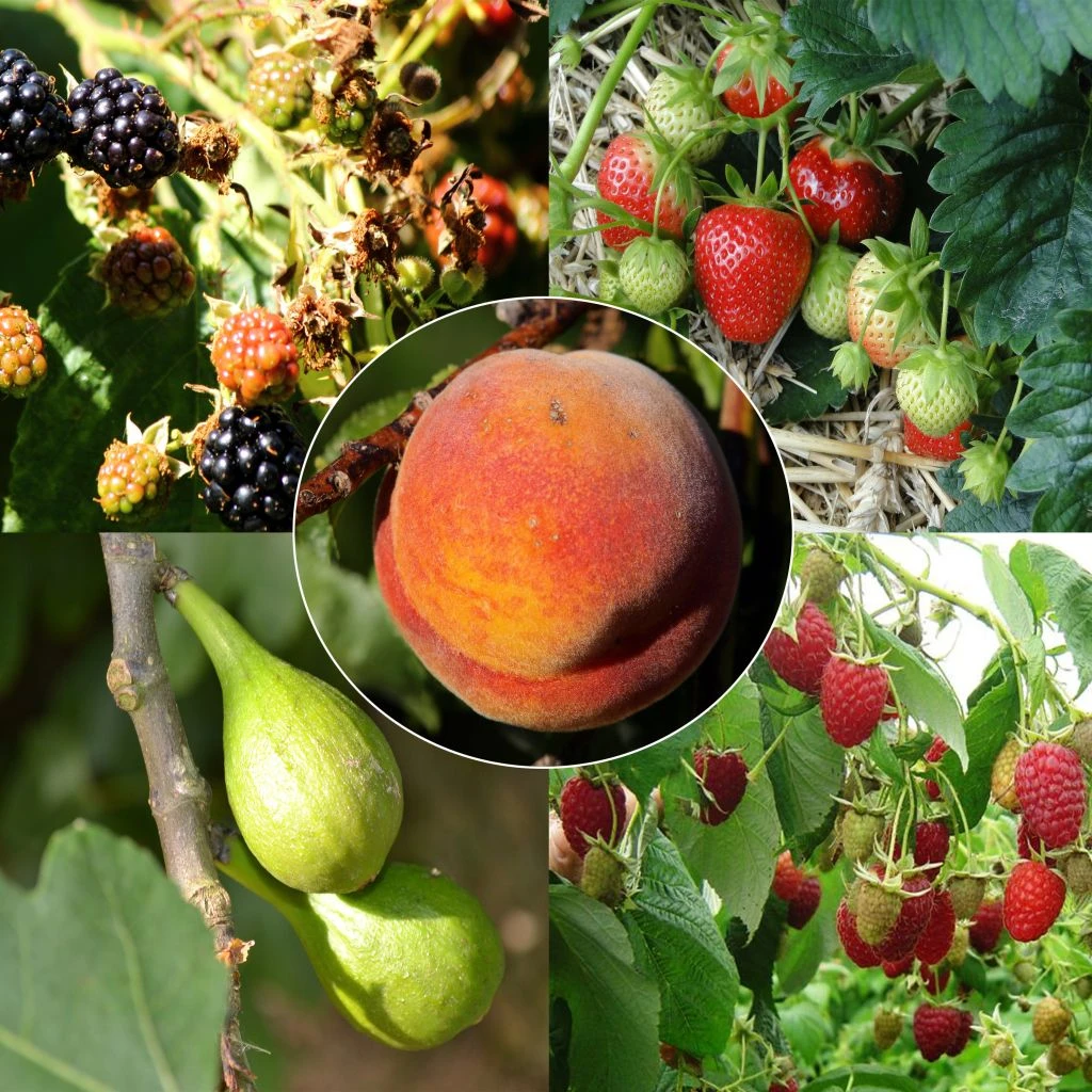 Collection Confitures Plus - 5 Fruitiers Et Petits Fruits 3 Collection Confitures Plus - 5 Fruitiers Et Petits Fruits