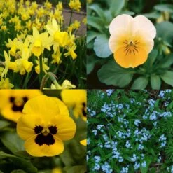 Collection Printemps Bleu Et Jaune -Promesse de fleurs Magasin Collection Printemps bleu et jaune 82588 1