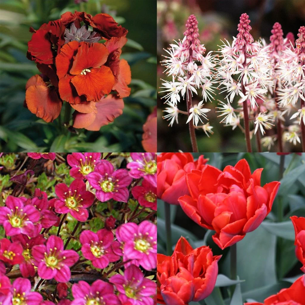 Collection Printemps Rouge Passion 5 Collection Printemps Rouge Passion – Image 3