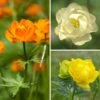 Collection Trollius -Promesse de fleurs Magasin Collection Trollius 21022 1