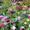 Collection Tulipes Naturelles -Promesse de fleurs Magasin Collection Tulipes Naturelles 80566 1