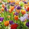 Collection Tulipes Orange-Violet -Promesse de fleurs Magasin Collection Tulipes Orange Violet 85528 1