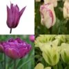 Collection Tulipes Bucoliques 1 Collection Tulipes Bucoliques -Promesse de fleurs Magasin Collection Tulipes bucoliques 82445 1