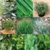 Collection De 10 Aromatiques En Plants 1 Collection De 10 Aromatiques En Plants -Promesse de fleurs Magasin Collection de 10 aromatiques Bio en plants 4035 1