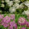 Collection De 3 Astrances Star - Astrantia Major 2 Collection De 3 Astrances Star - Astrantia Major -Promesse de fleurs Magasin Collection de 3 astrances Star 85654 1