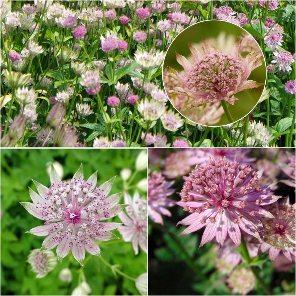 Collection De 3 Astrances Roses - Astrantia Major 3 Collection De 3 Astrances Roses - Astrantia Major