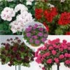Collection De 5 Géraniums-lierres Doubles -Promesse de fleurs Magasin Collection de 5 geraniums lierres doubles 85442 1