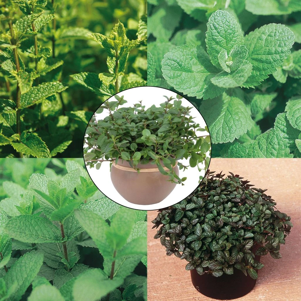 Collection De 5 Menthes En Plants 3 Collection De 5 Menthes En Plants