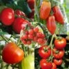 Collection De 5 Tomates Bio En Plants 2 Collection De 5 Tomates Bio En Plants -Promesse de fleurs Magasin Collection de 5 tomates Bio en plants 4044 1