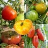 Collection De 5 Tomates Anciennes Et De Collection En Plants -Promesse de fleurs Magasin Collection de 5 tomates anciennes et de collection en plants 4043 1