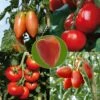 Collection De 5 Tomates En Plants GREFFES -Promesse de fleurs Magasin Collection de 5 tomates en plants greffes 4046 1