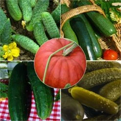 Collection De Cucurbitacées - Concombre, Cornichon, Courgette, Potiron