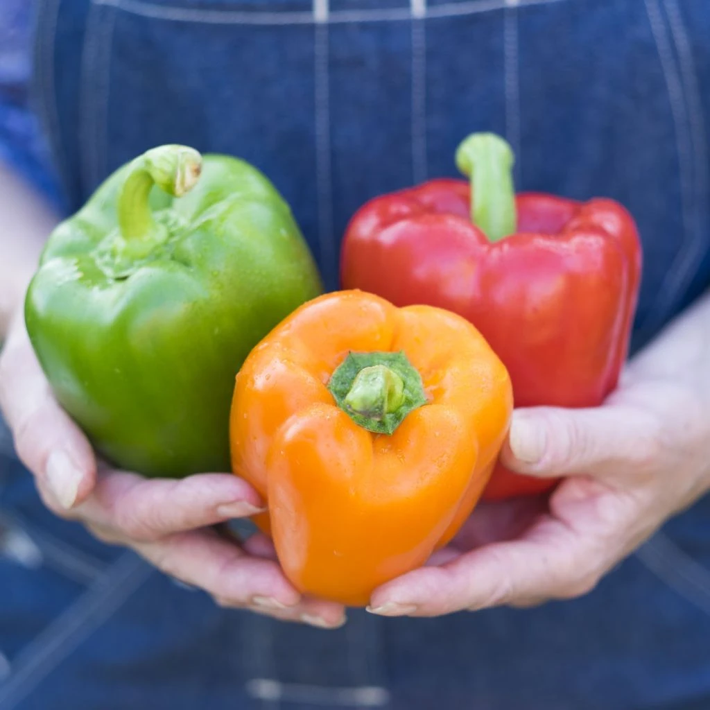 Collection Duo De 2 Poivrons Rouge Et Jaune En Plants GREFFES 4 Collection Duo De 2 Poivrons Rouge Et Jaune En Plants GREFFES – Image 2