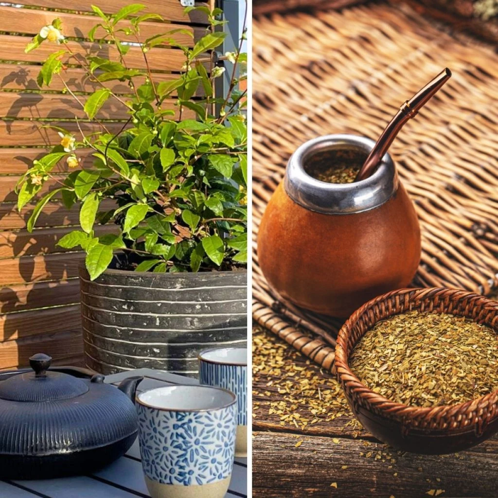 Duo Théier - Yerba Maté 3 Duo Théier - Yerba Maté