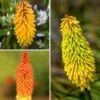Collection Kniphofias -Promesse de fleurs Magasin Collection kniphofias 19432 1