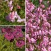 Collection Penstemons -Promesse de fleurs Magasin Collection penstemons 19465 1