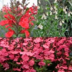 Collection De 3 Sauges