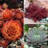 Collection Sempervivums - Joubarbes -Promesse de fleurs Magasin Collection sempervivums 227910 1