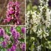 Collection Stachys Officinaux - Bétoines -Promesse de fleurs Magasin Collection stachys officinaux 19494 1