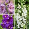 Collection Verbascums Hybrides 2 Collection Verbascums Hybrides -Promesse de fleurs Magasin Collection verbascum hybrides 21025 1