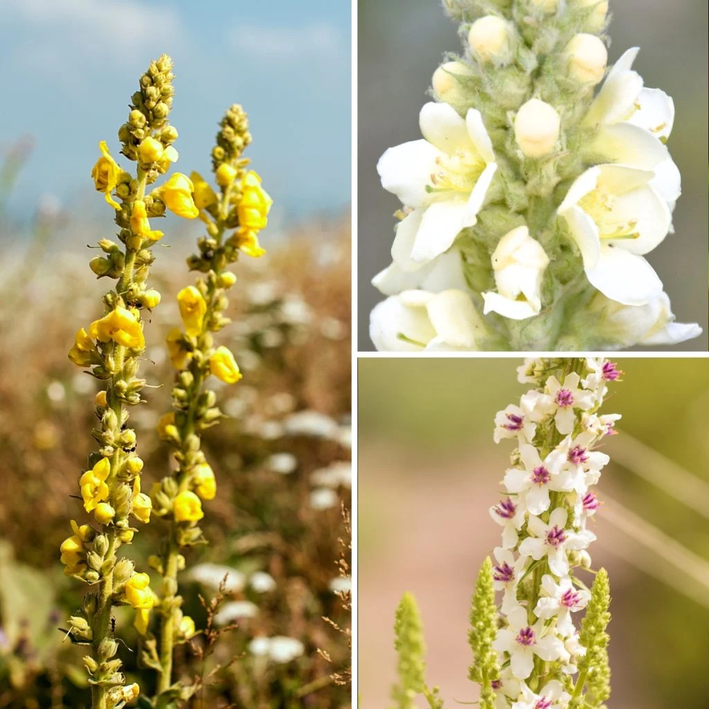 Collection Verbascum Sauvages - Molènes 3 Collection Verbascum Sauvages - Molènes