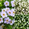 Collection Bacopas Pour Jardinières Et Suspensions -Promesse de fleurs Magasin Collection Bacopas pour jardini res et suspensions 21076 1 1