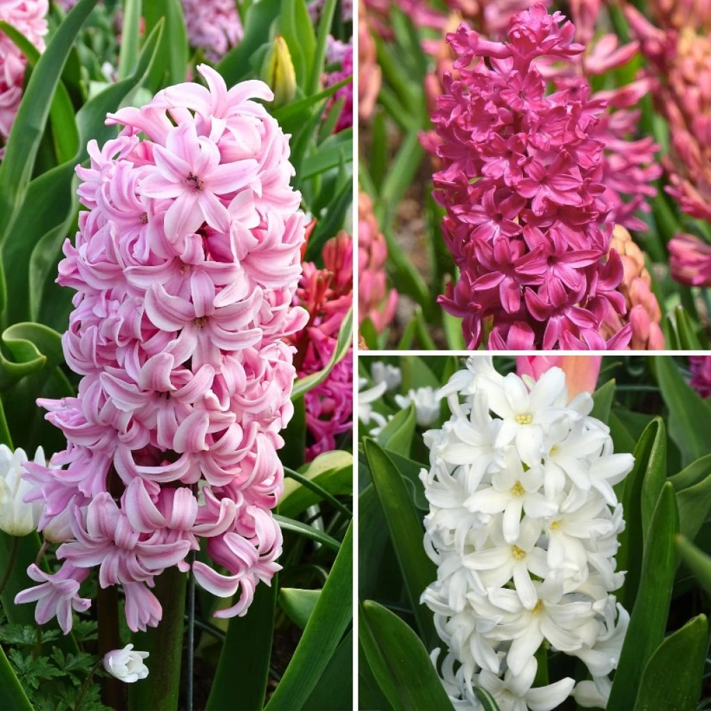 Collection Jacinthes Roses 3 Collection Jacinthes Roses