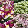 Collection Nemesia 1 Collection Nemesia -Promesse de fleurs Magasin Collection Nemesia 21079 1 1