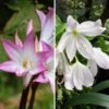 Duo Amaryllis Belladonna -Promesse de fleurs Magasin Duo Amaryllis belladonna 210310 1
