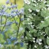 Duo Brunnera Blanc Bleu -Promesse de fleurs Magasin Duo Brunnera blanc bleu 85628 1