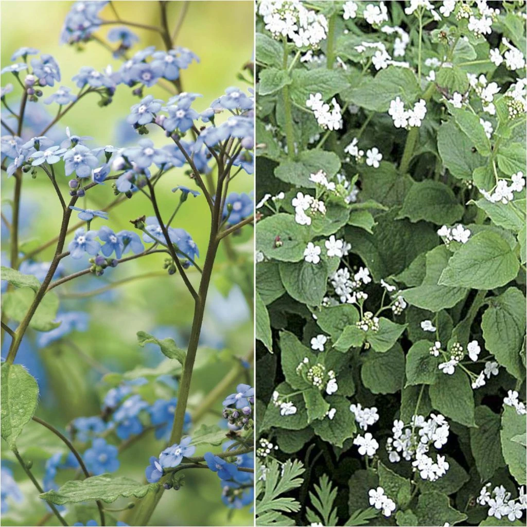 Duo Brunnera Blanc Bleu 3 Duo Brunnera Blanc Bleu