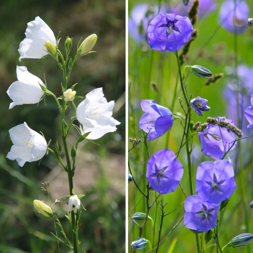 Duo Campanules à Fleurs De Pêcher Bleu Et Blanc 3 Duo Campanules à Fleurs De Pêcher Bleu Et Blanc