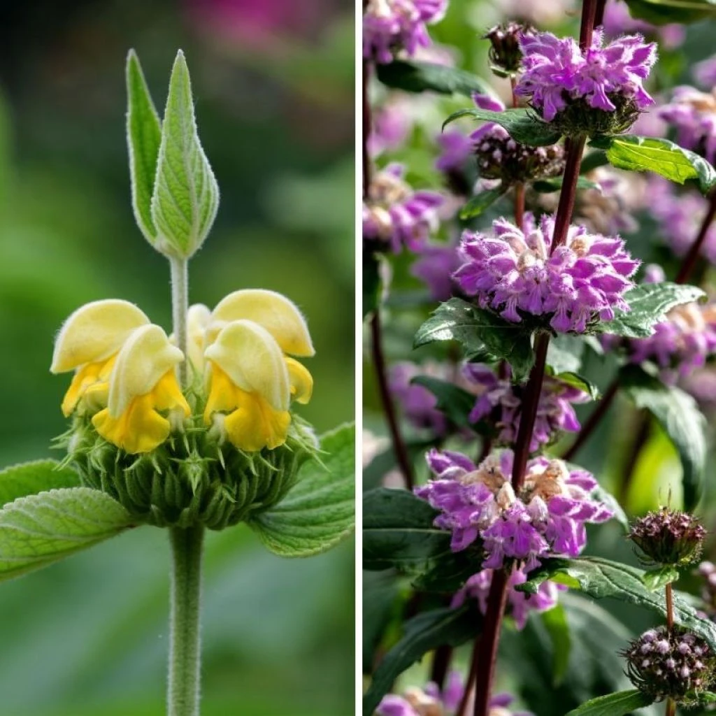 Duo De Phlomis 3 Duo De Phlomis