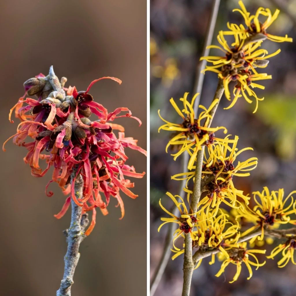 Duo Hamamelis -Noisetier Des Sorcières Jaune Et Rouge 3 Duo Hamamelis -Noisetier Des Sorcières Jaune Et Rouge