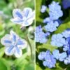 Duo Omphalodes -Promesse de fleurs Magasin Duo omphalodes 19460 1