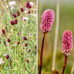 Duo De Pimprenelles - Sanguisorbas