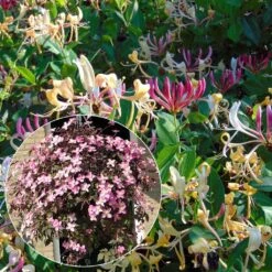 Duo Printanier - Collection De Clématite Et Chèvrefeuille