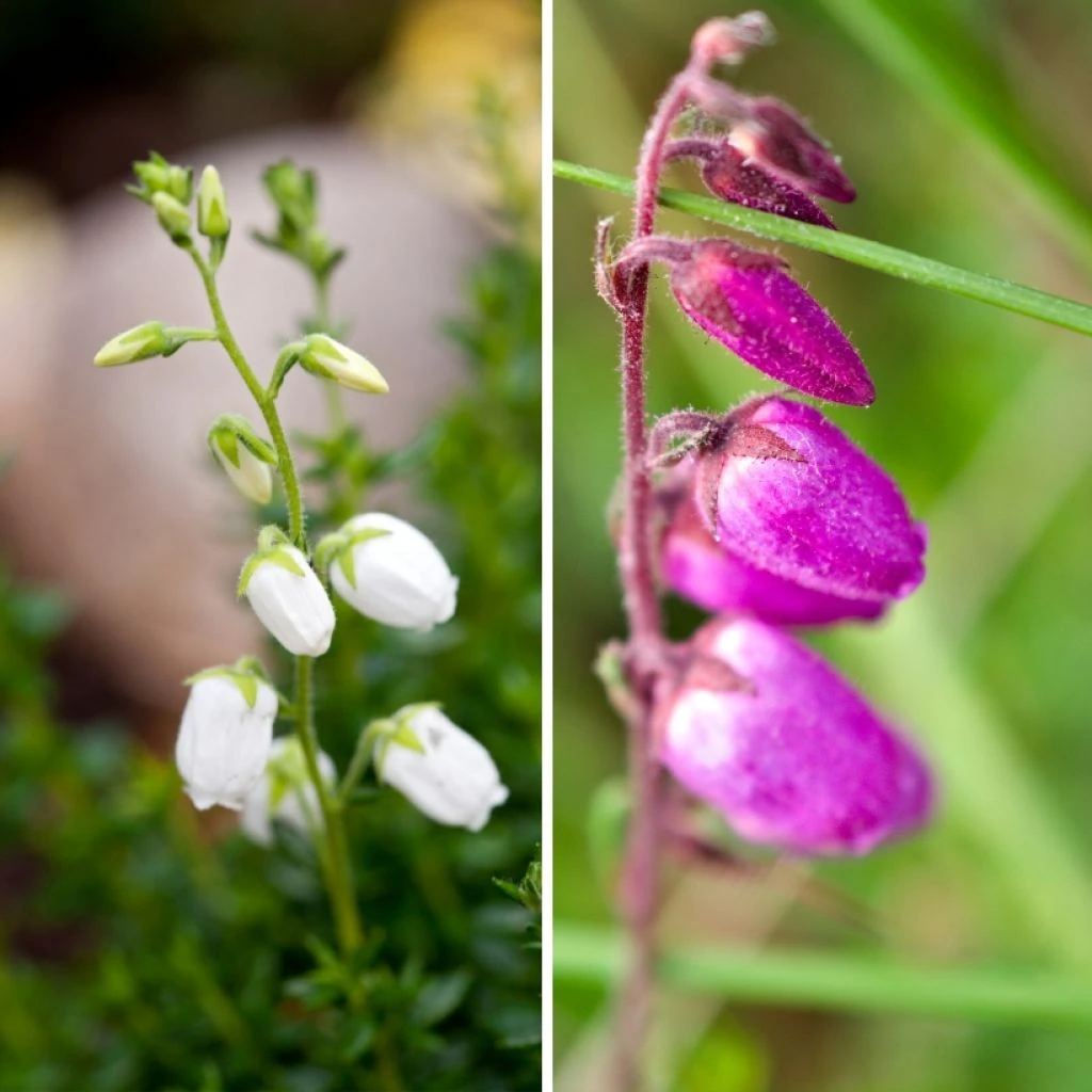 Duo Daboecias - Bruyères D'Irlande 3 Duo Daboecias - Bruyères D'Irlande