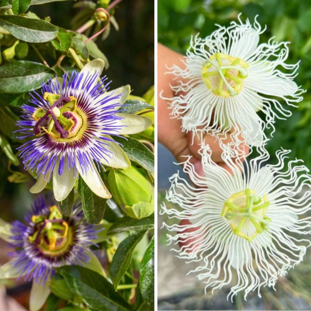 Duo Passiflores Résistantes à -12 °C 3 Duo Passiflores Résistantes à -12 °C