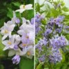 Duo Solanum Jasminoides - Faux-jasmin 2 Duo Solanum Jasminoides - Faux-jasmin -Promesse de fleurs Magasin Duo Solanum jasminoides 21062 1