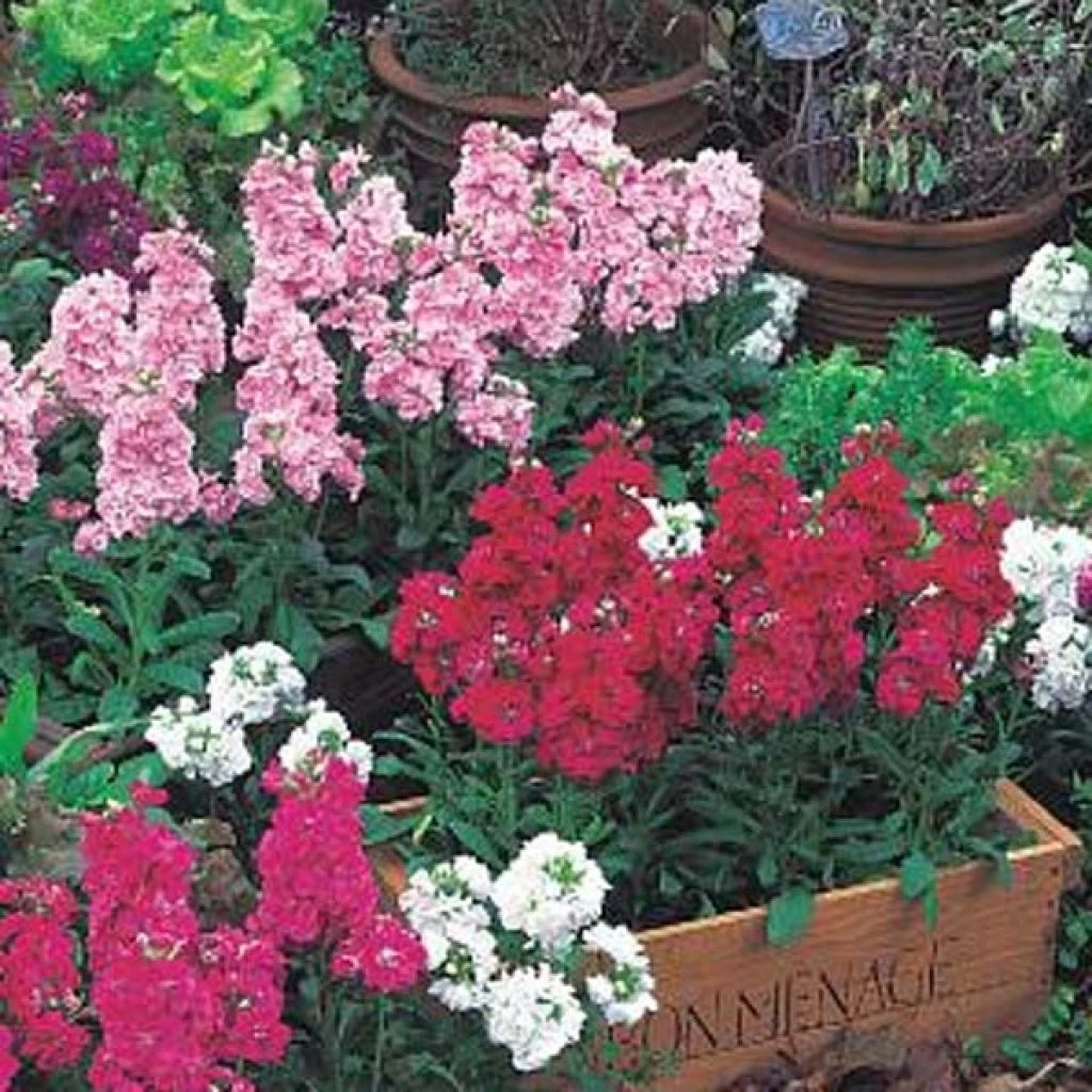 Collection De 15 Giroflées Quarantaine Heritage 3 Collection De 15 Giroflées Quarantaine Heritage