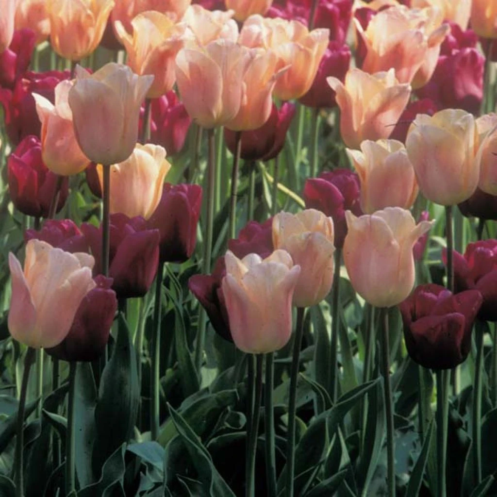 Harmonie De Tulipes Abricot Et Pourpre 3 Harmonie De Tulipes Abricot Et Pourpre